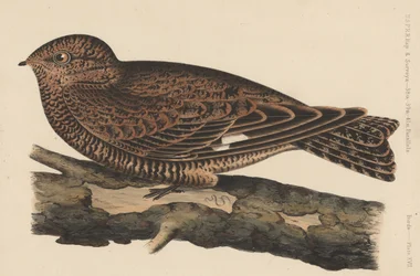 Aves, Placa XVII, 1855